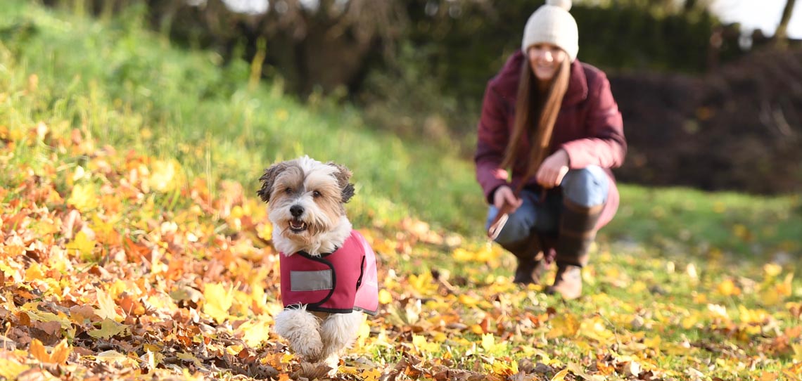 Dog Coats Dog Coats
