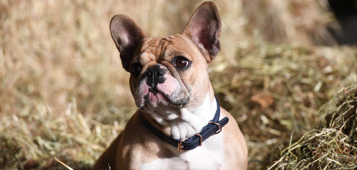Pet Products Pet Products