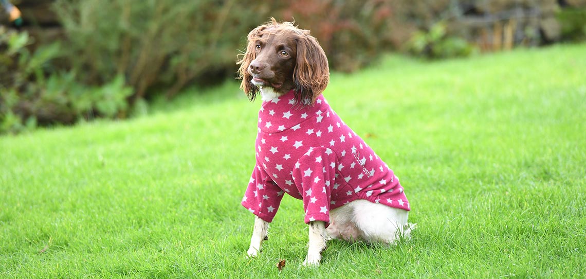 Dog Coats Dog Coats