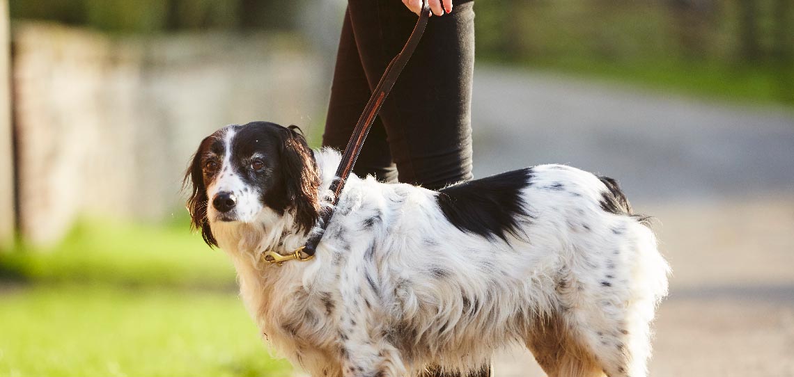 Collars & Leashes Collars & Leashes