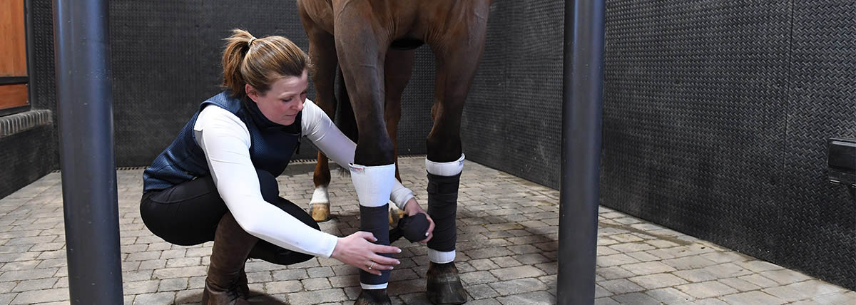 Horse Essentials Horse Essentials