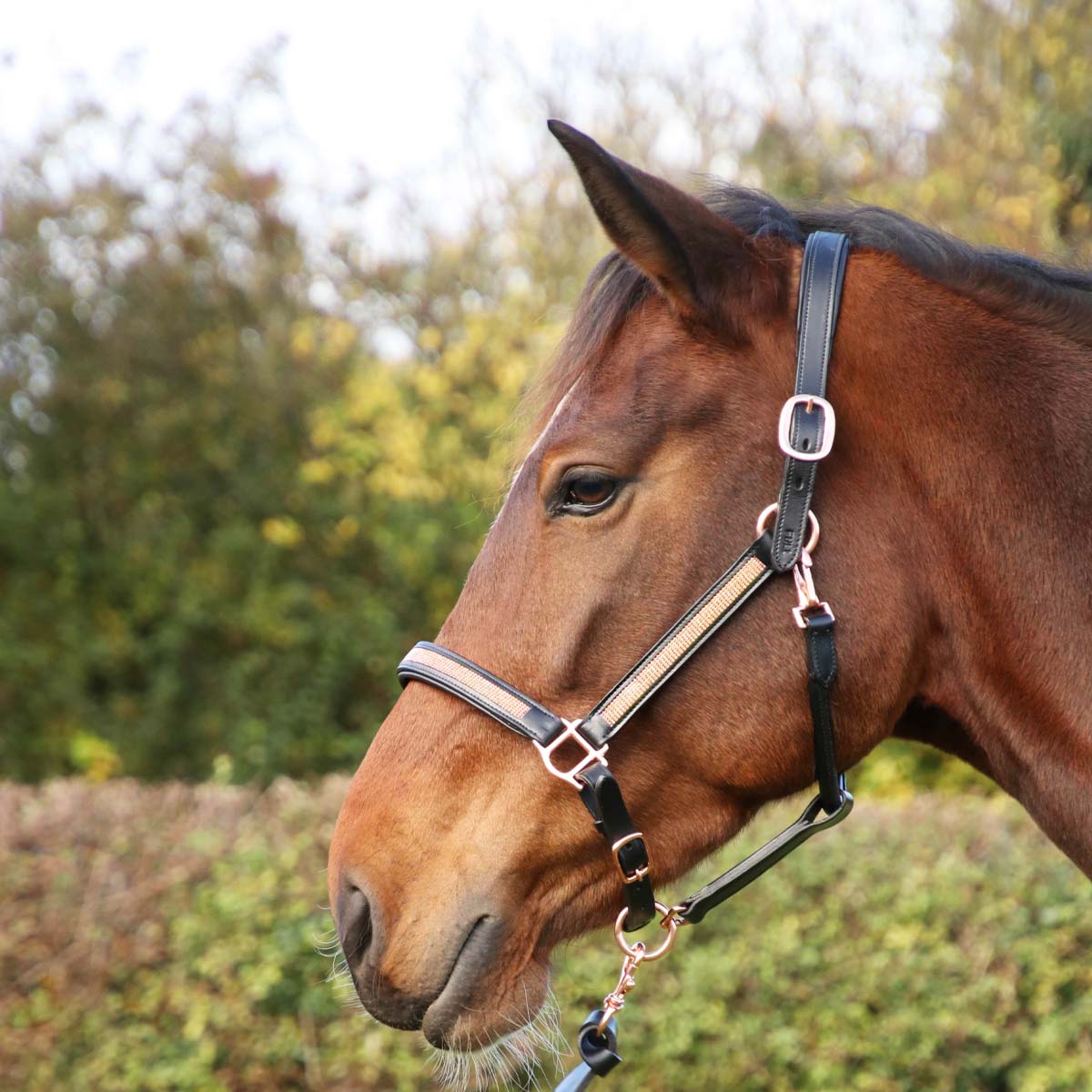 Personalised horse head outlet collar