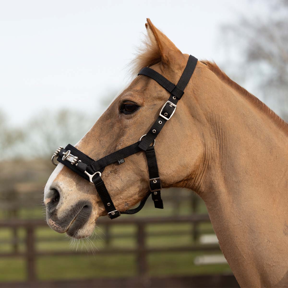 Hy Equestrian Lunge Cavesson Black