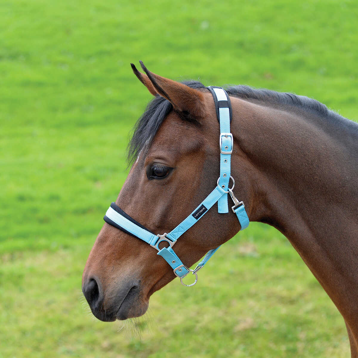Cottage Craft Padded Headcollar Aqua