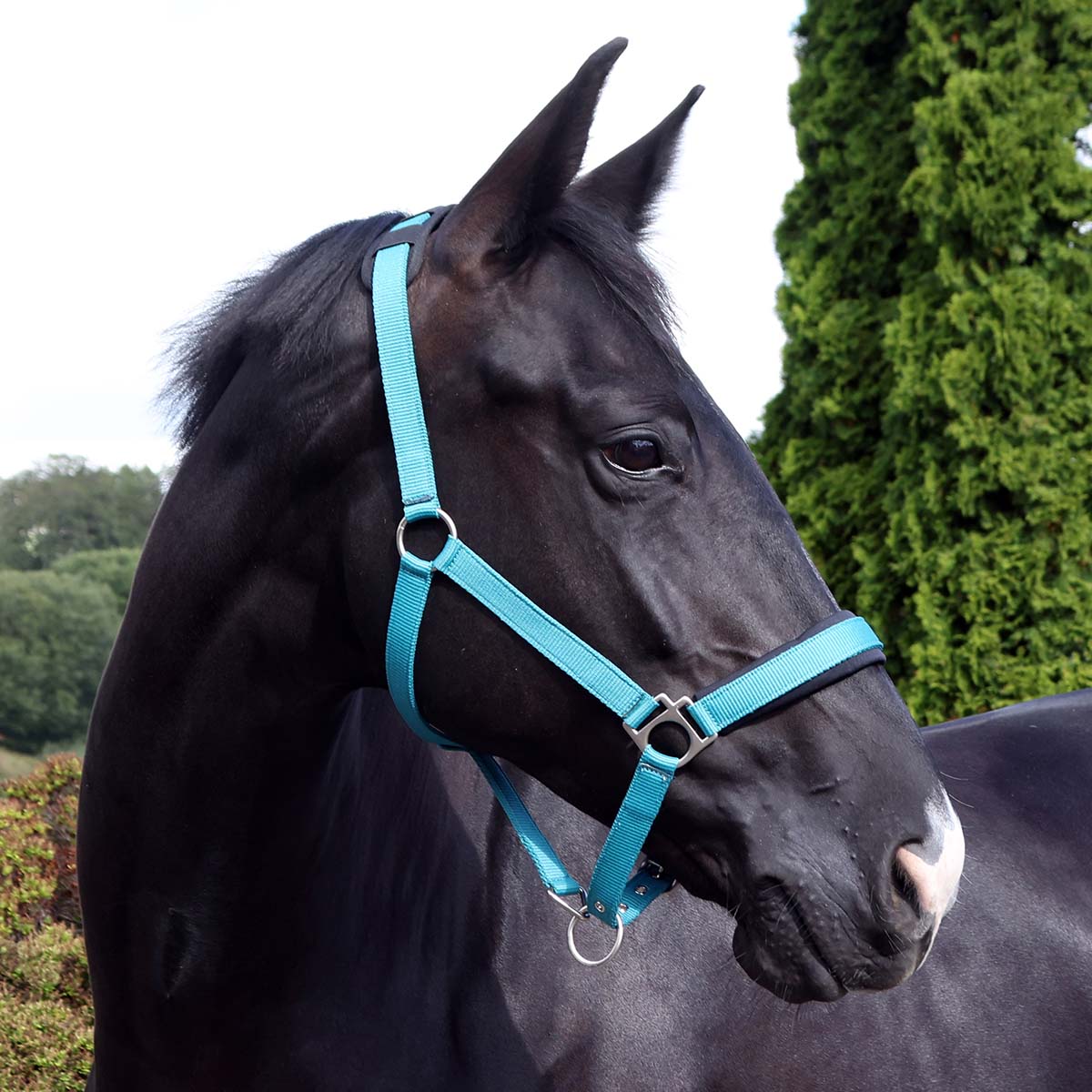 Padded Headcollar Teal