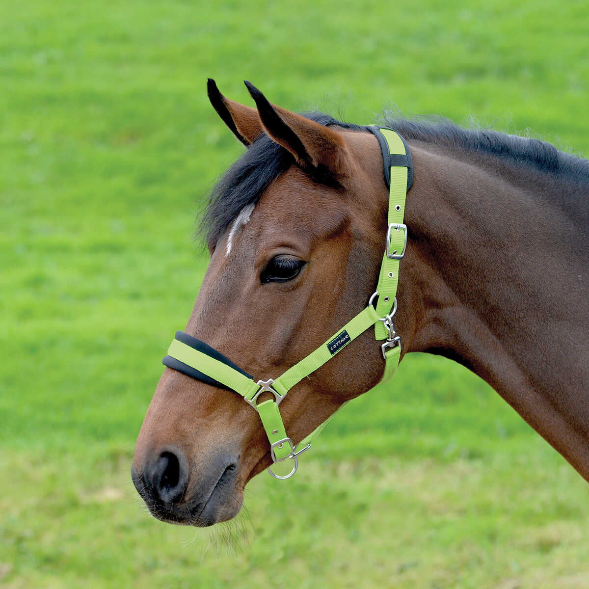 Cottage Craft Padded Headcollar Neon Green