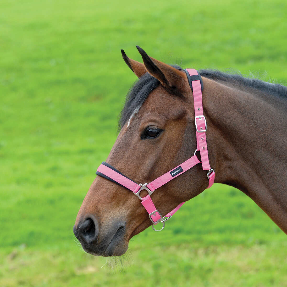 Cottage Craft Padded Headcollar Neon Pink