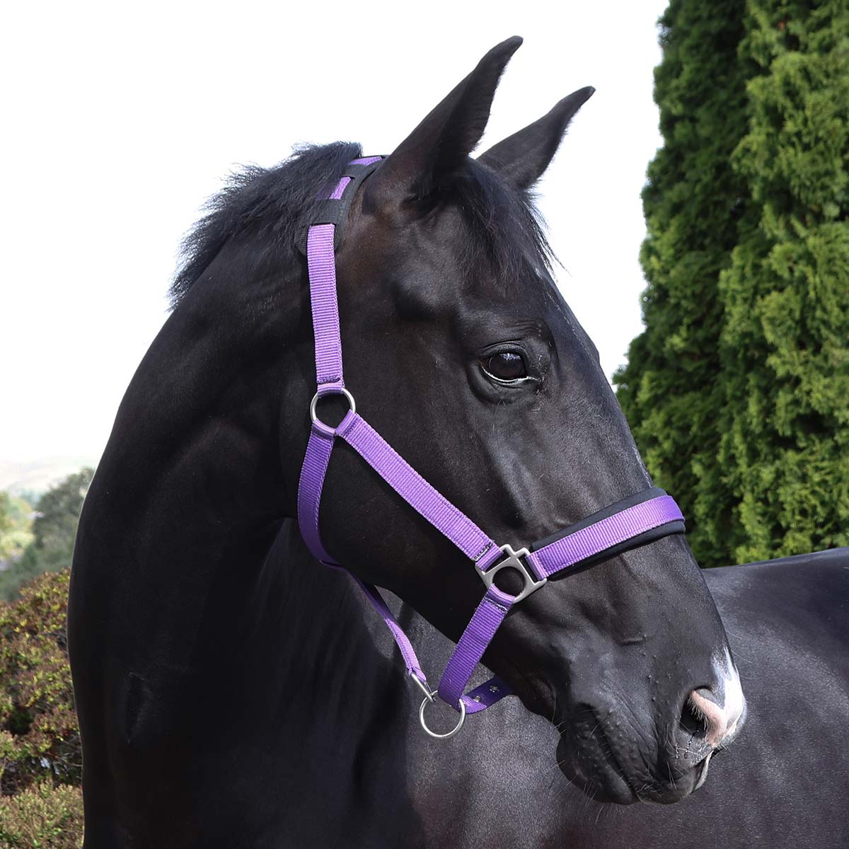 Cottage Craft Padded Headcollar Purple