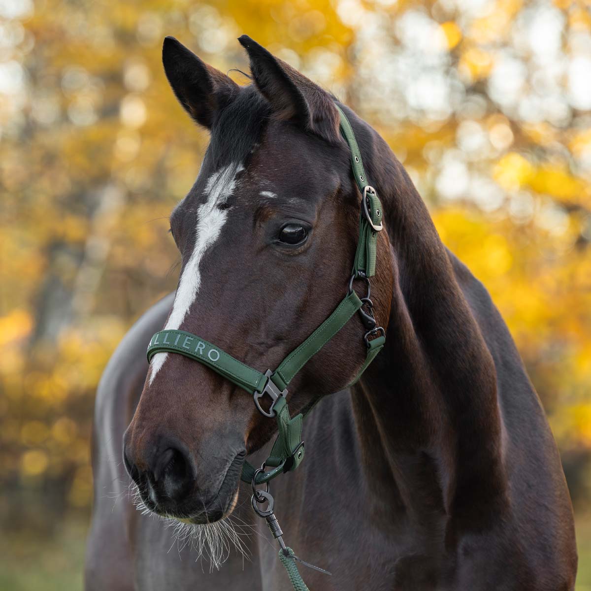 Covalliero Headcollar Forest Green