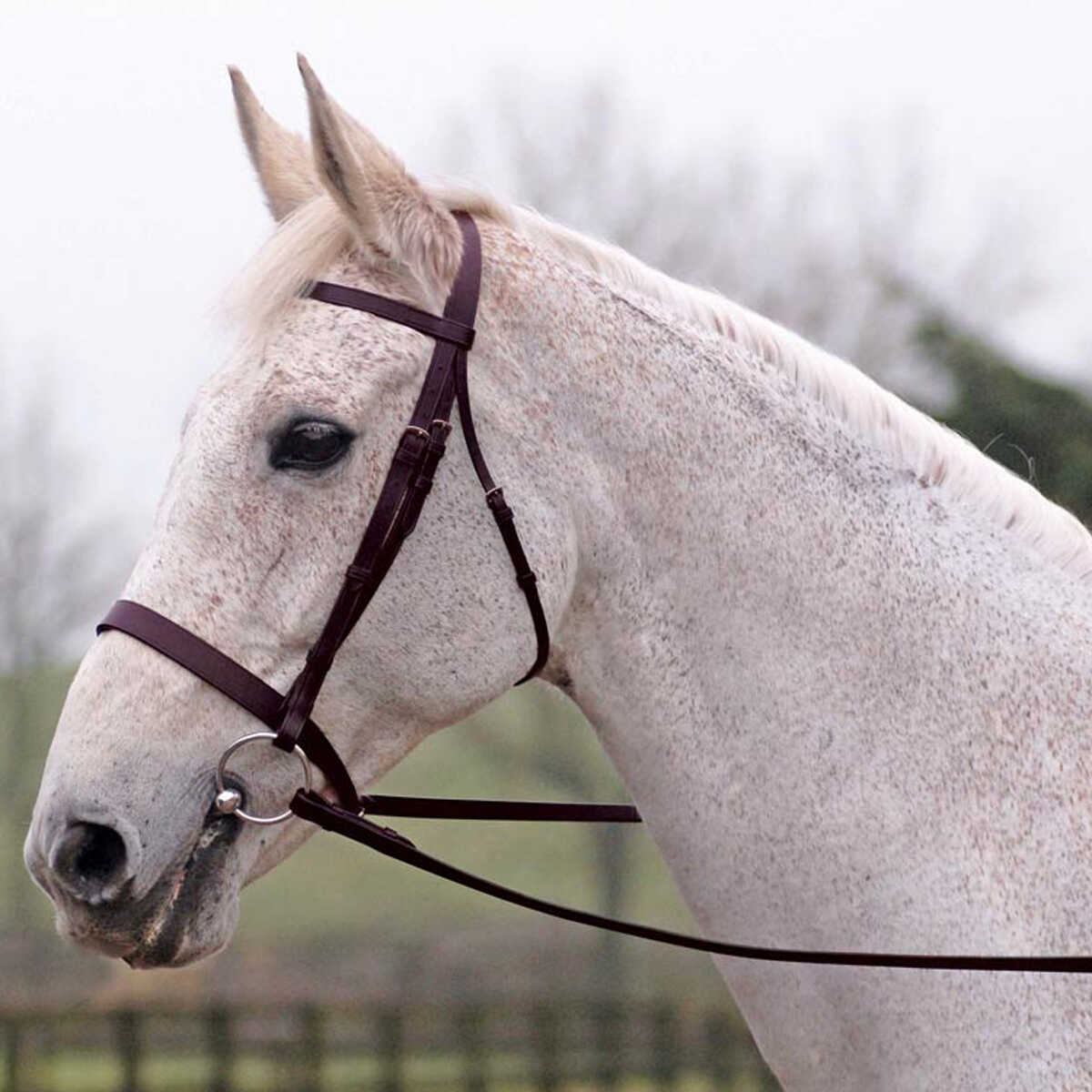 Lincoln Bridle With Plain Reins in Havana