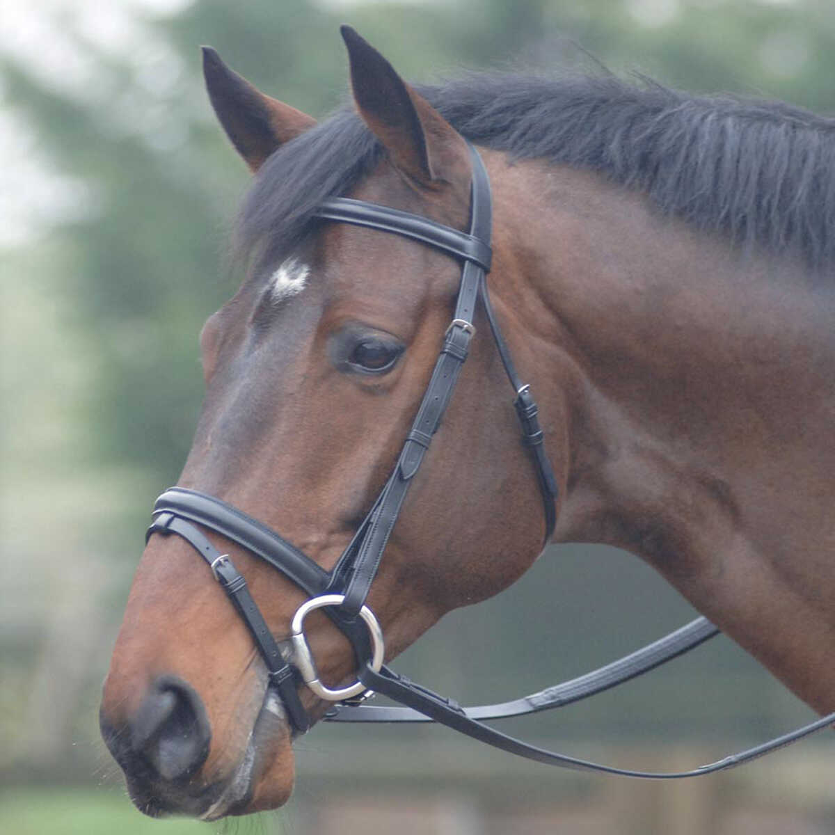 Oxford Bridle With Rubber Reins in Black
