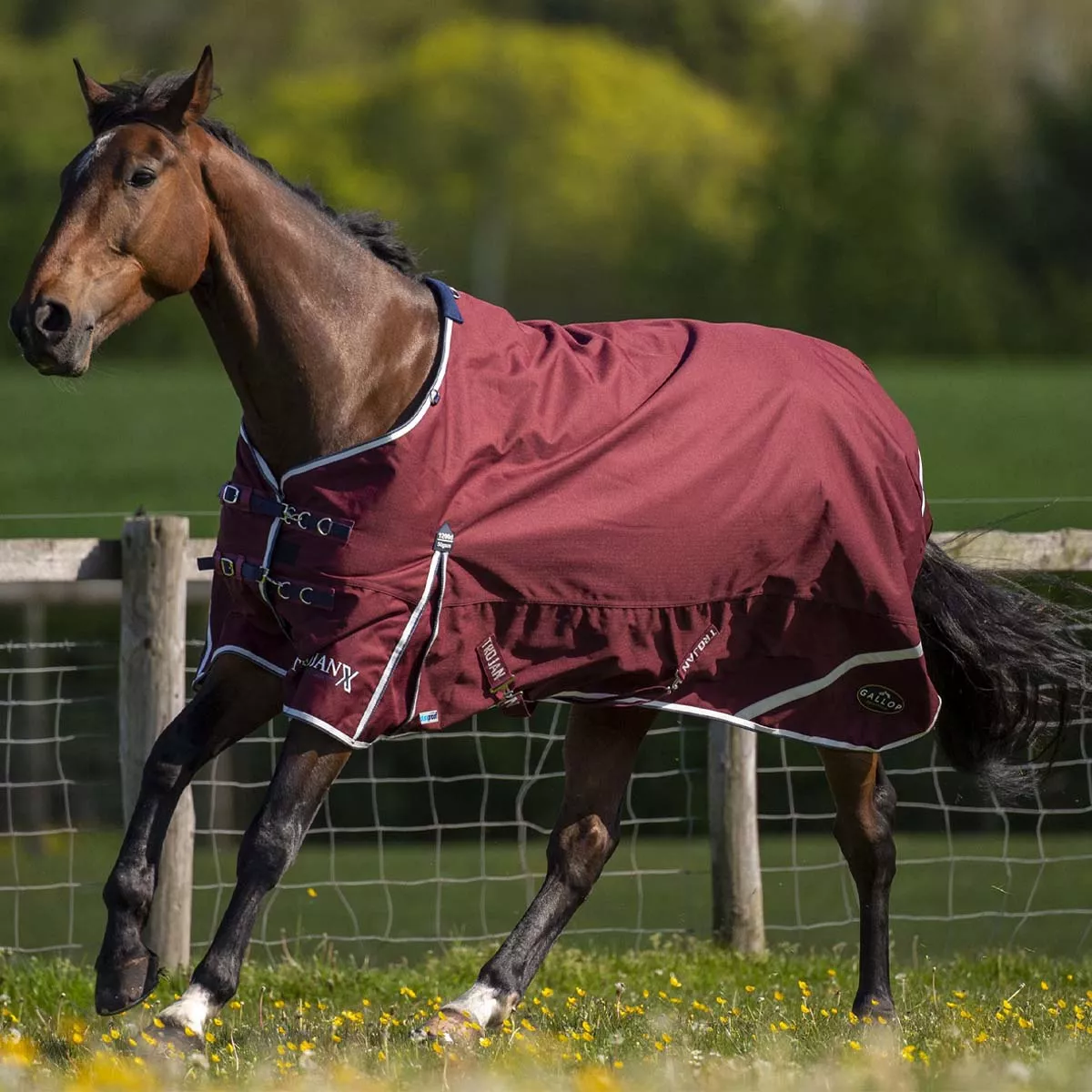 Gallop TROJAN Xtra 50 Duraproof Standard Neck Turnout Burgundy