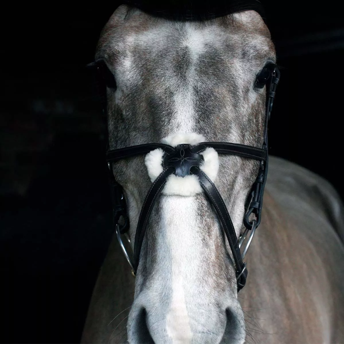 Cottage Craft Grackle Bridle Black