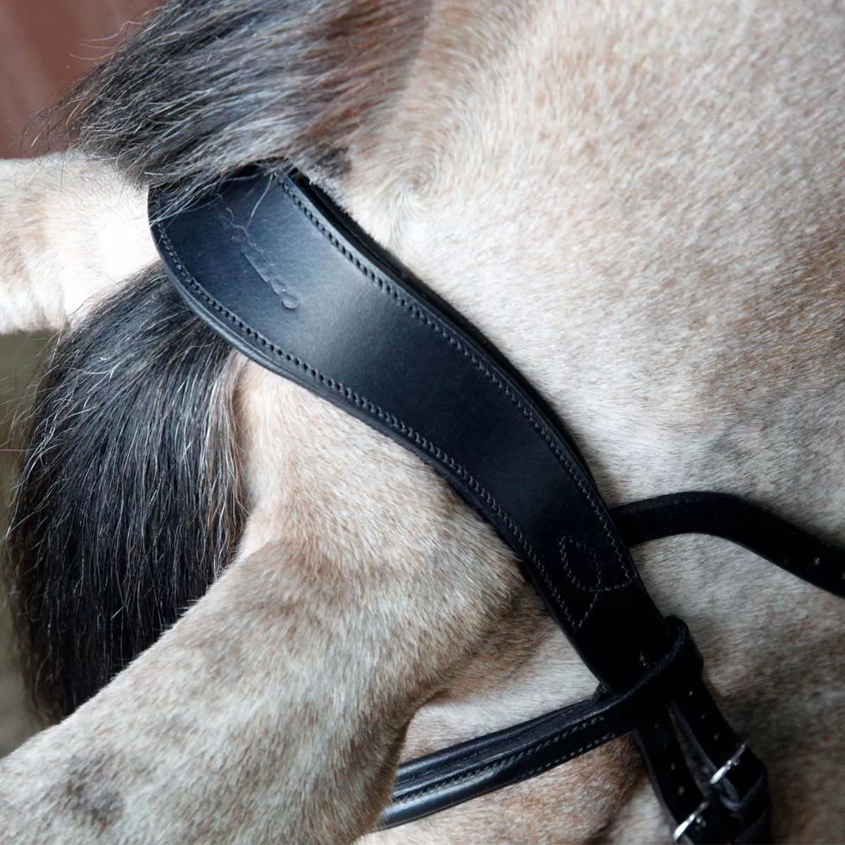 Cottage Craft Grackle Bridle Black