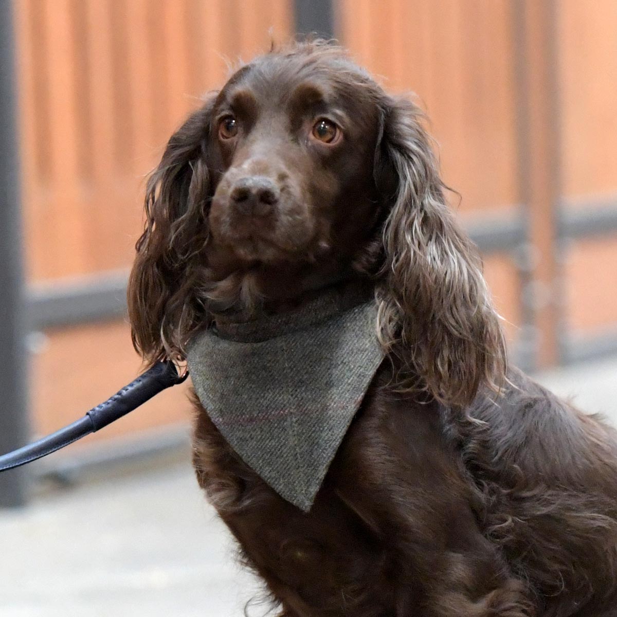 Woofmasta Dog Bandana Small Green Tweed