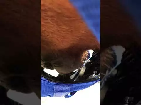 The Ultimate Grazing Muzzle Size Full Blue