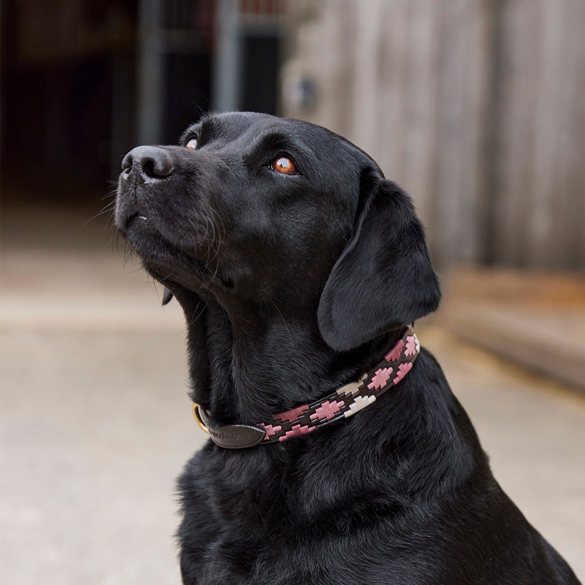 Woofmasta Polo Style Dog Collar Brown