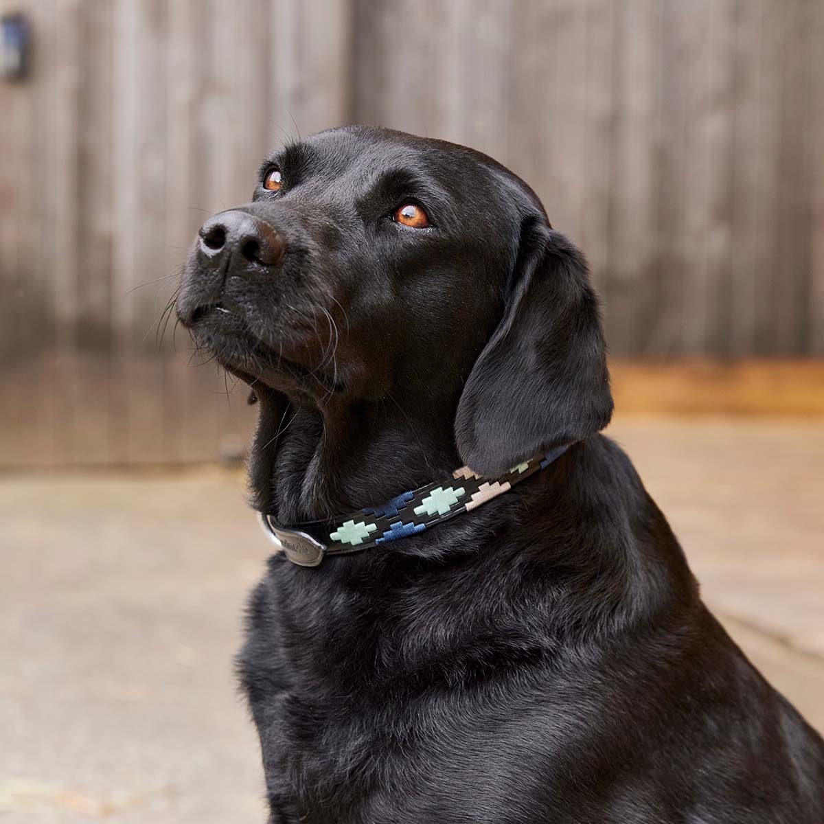 Woofmasta Polo Style Dog Collar Black