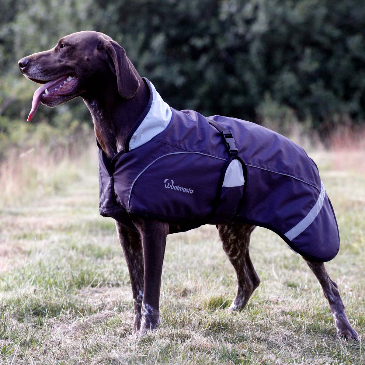 Back on 2025 track whippet coat