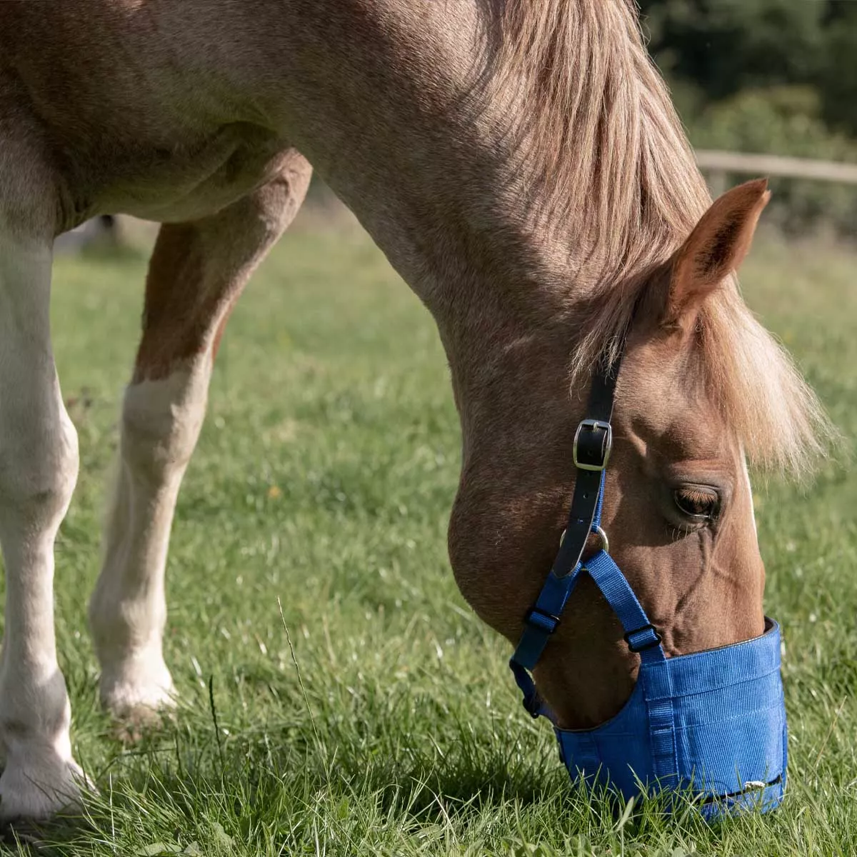 The Ultimate Grazing Muzzle Size Full Blue