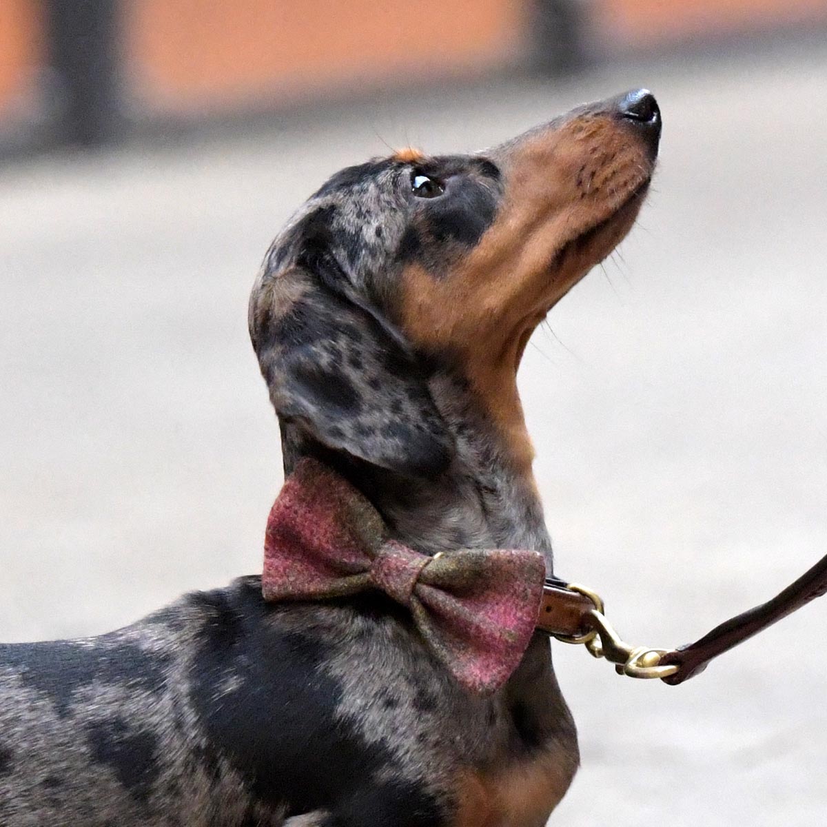 Woofmasta Dog Small Bow Tie Pink Tweed