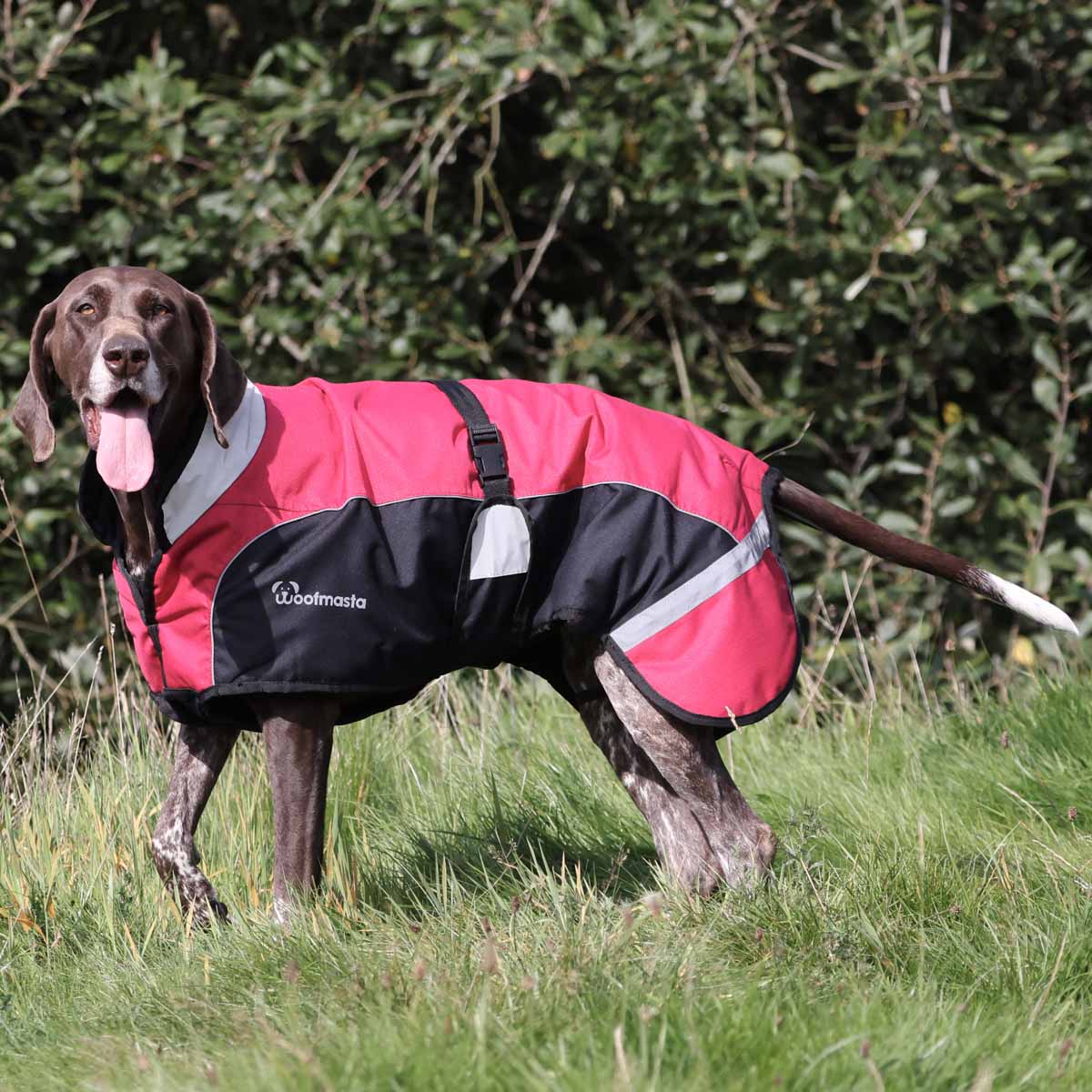 Red waterproof dog on sale coat