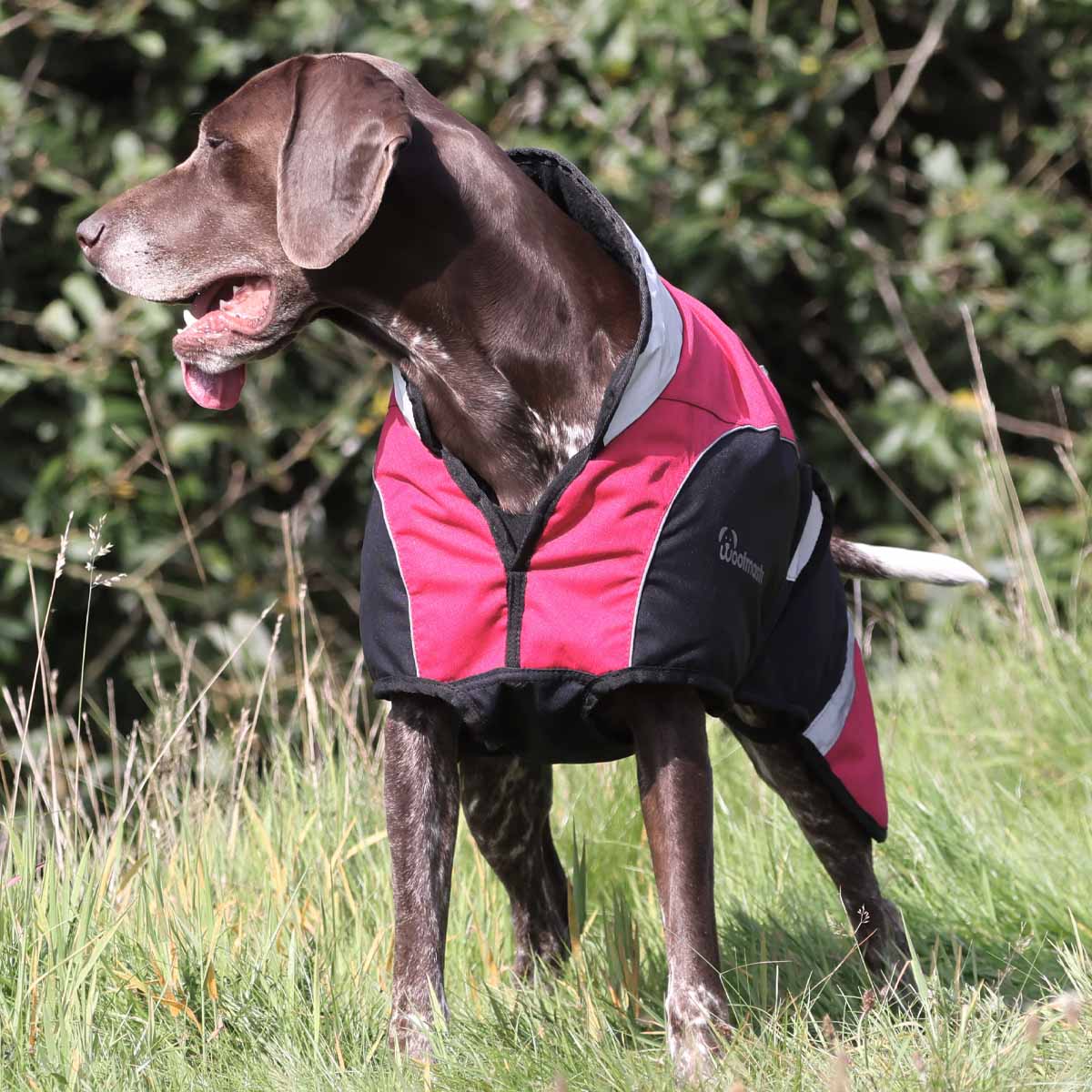 Matalan dog outlet coats