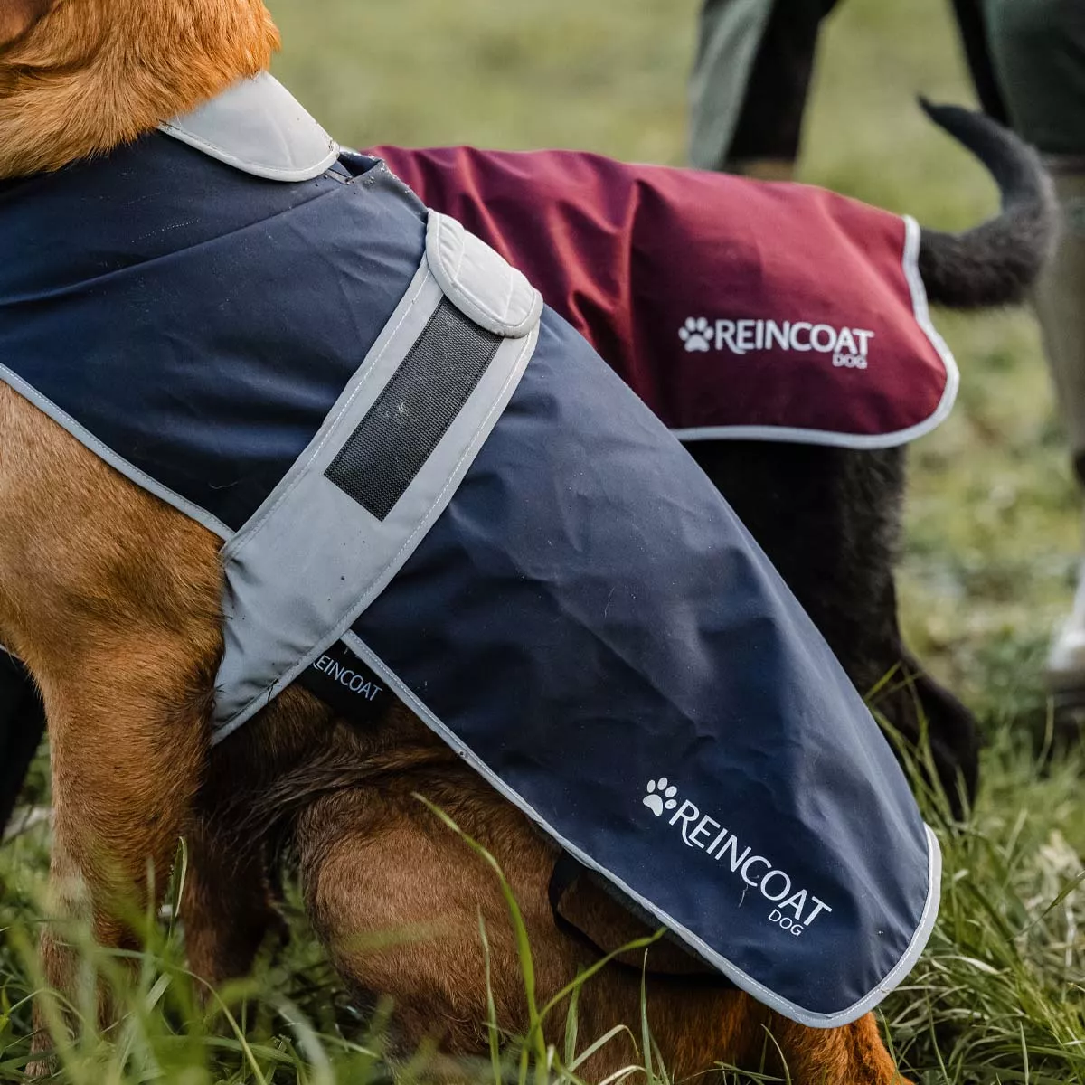 Reincoat Dog Navy Blue