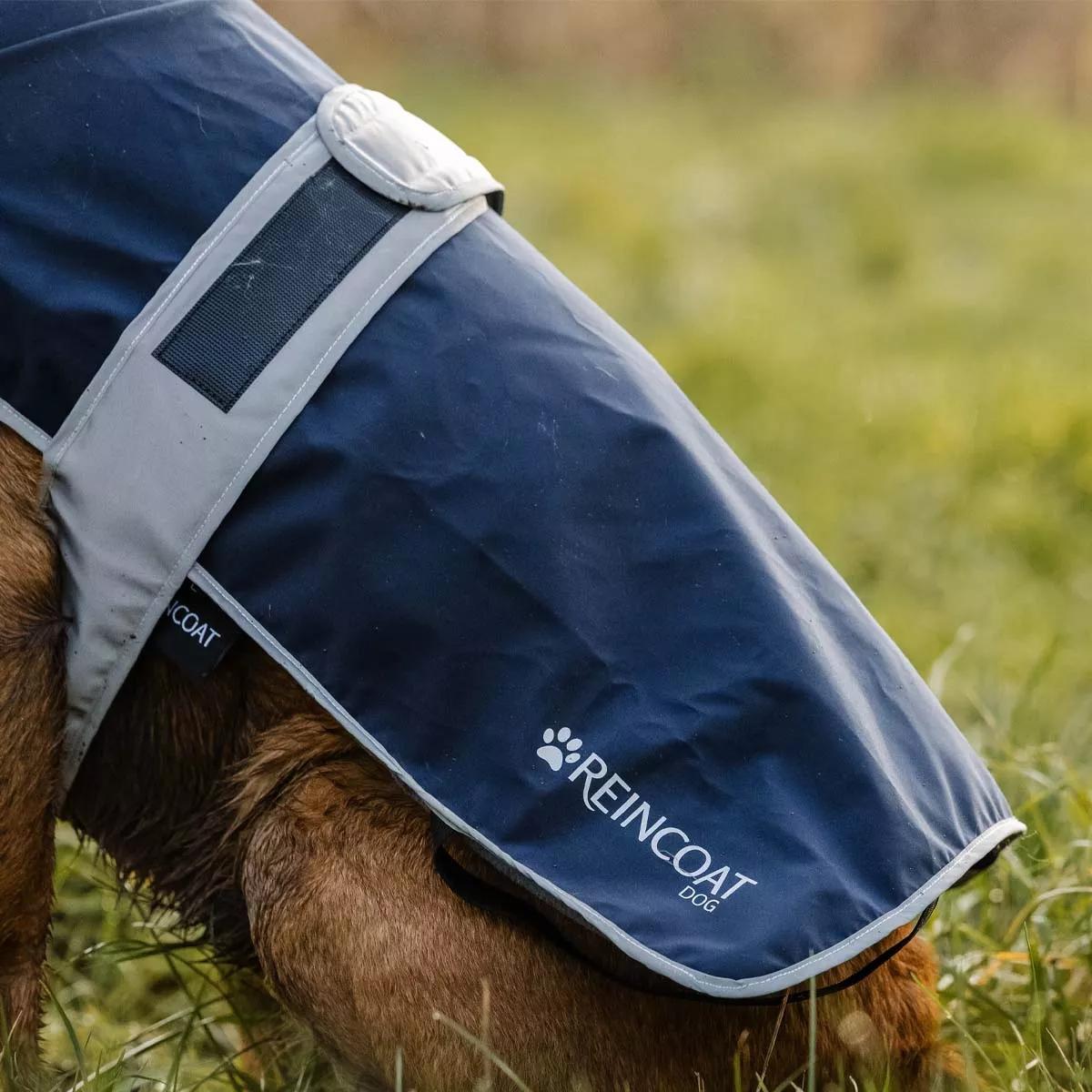Reincoat Dog Navy Blue