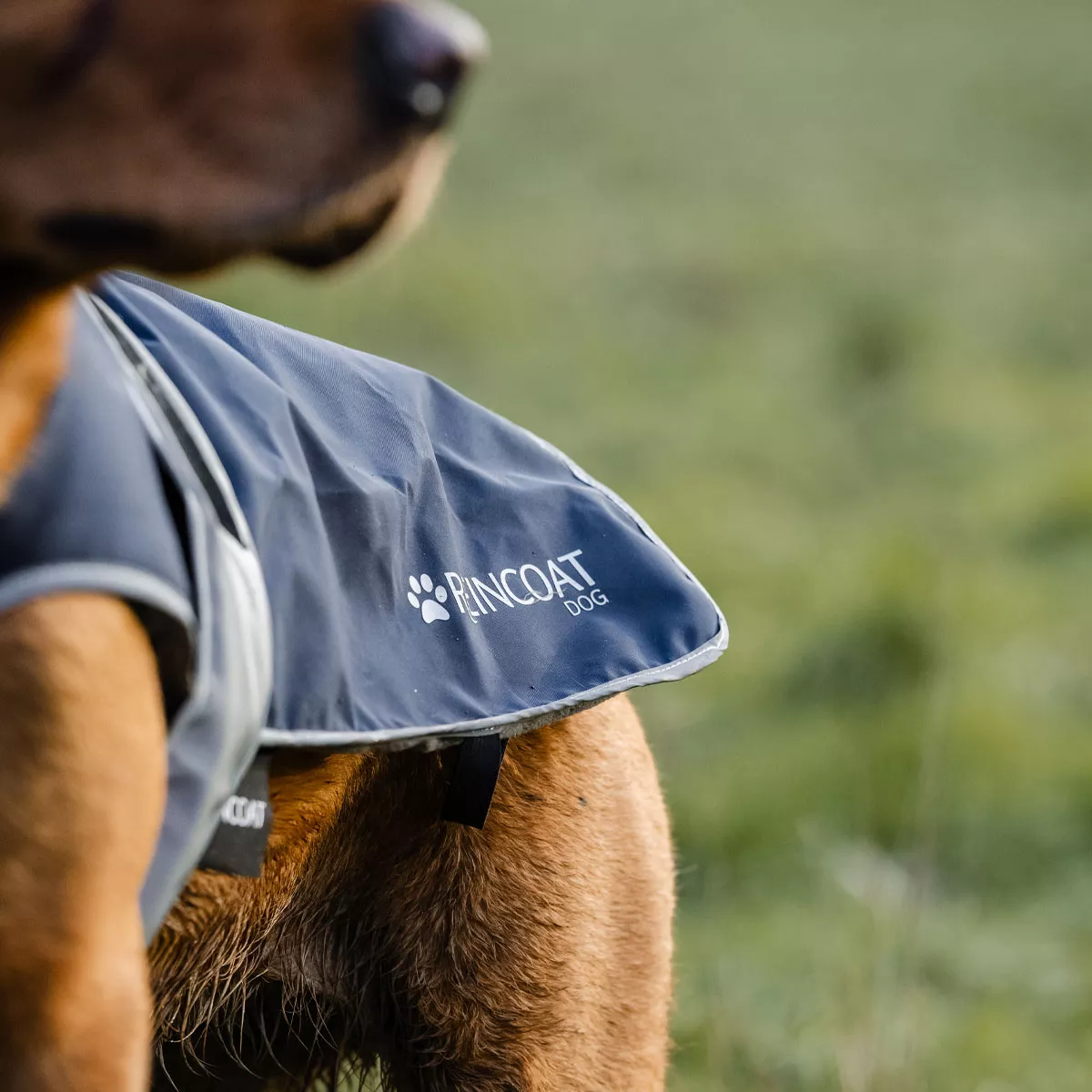 Reincoat Dog Navy Blue