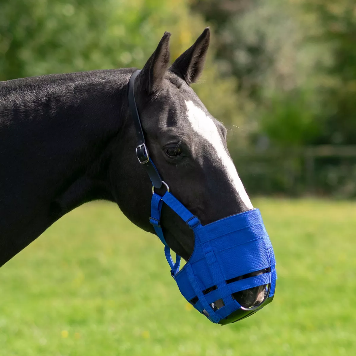 The Ultimate Grazing Muzzle Size Full Blue