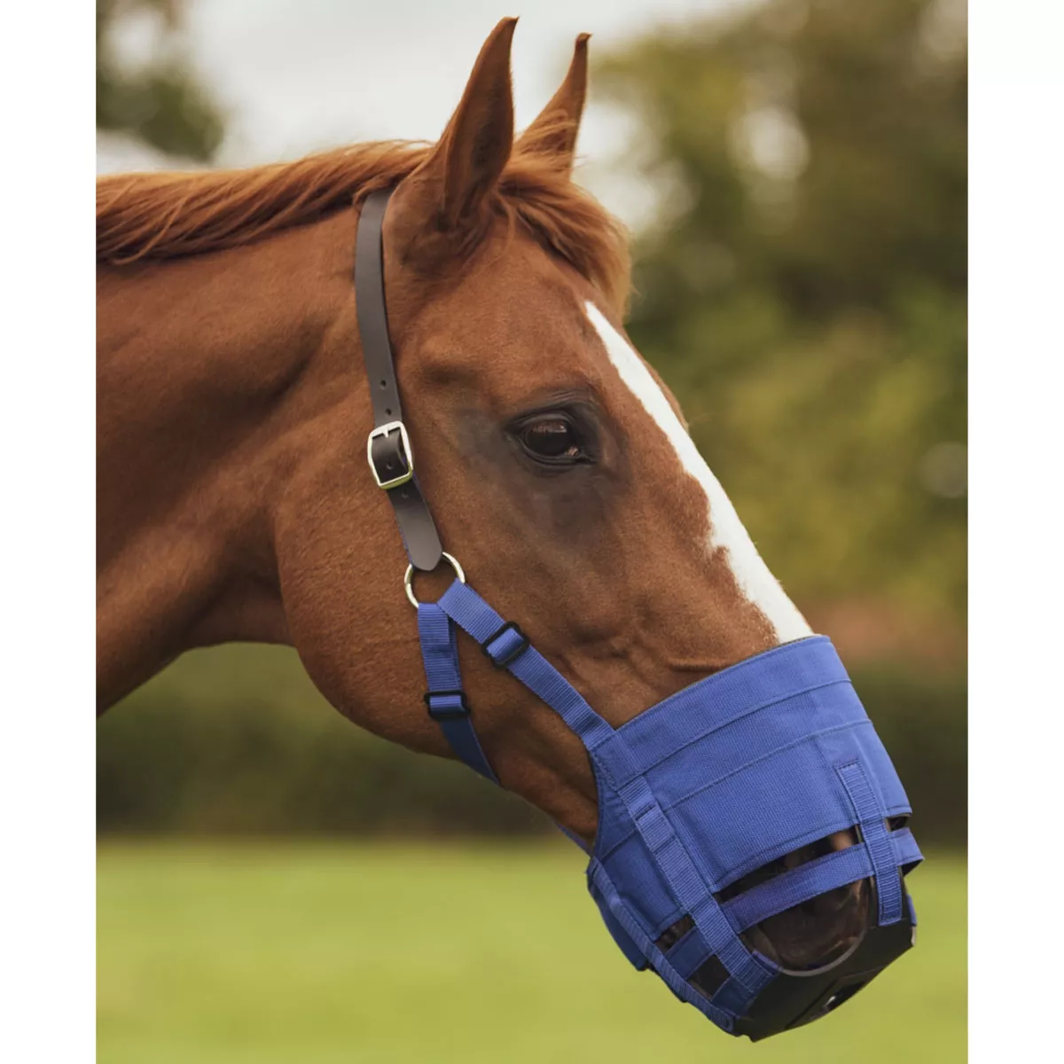 The Ultimate Grazing Muzzle Size Full Blue