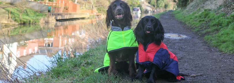 Ambassadogs Hit Crufts