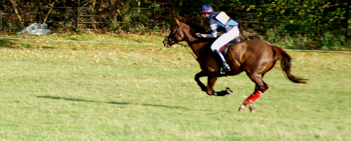 An Office Job with Horses!