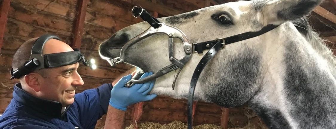 does-your-horse-need-to-see-an-equine-dentist