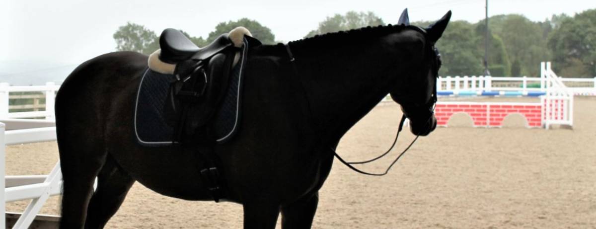 Knowing when to say goodbye to your horse