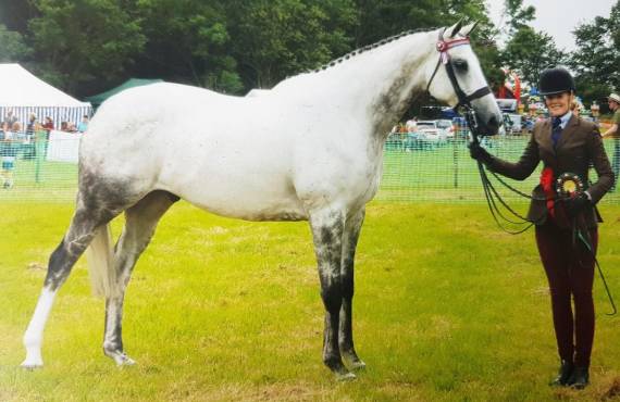 Tips for Summer Horse Show Ring Success