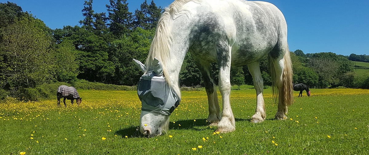 Horses and Poisonous Plants