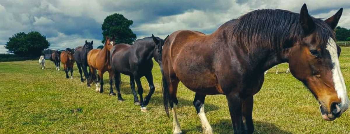 How we helped three equestrian charities in 2021