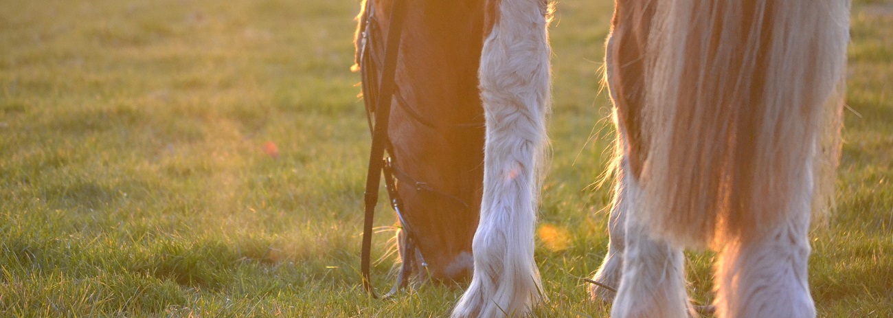 Top Tips For Equine Photography