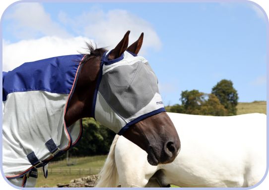 Shop Horesewear from £7.95