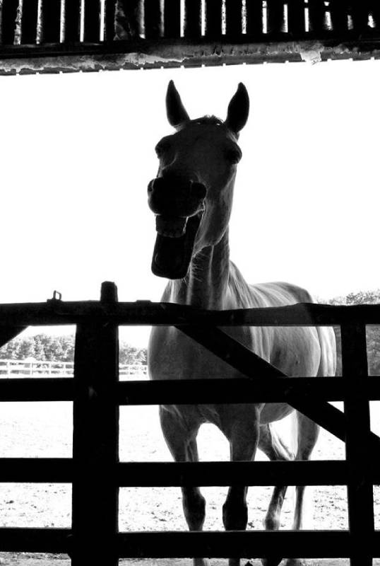 Muddy horse
