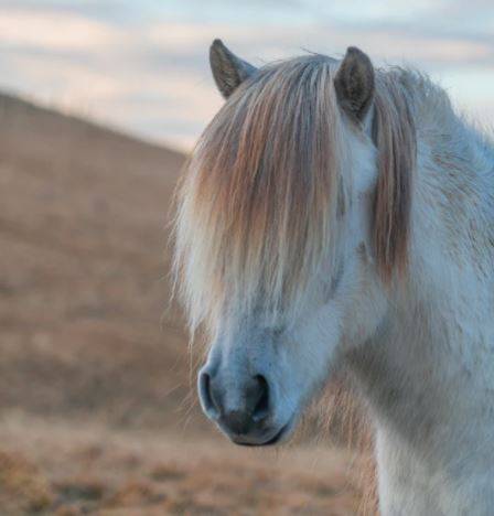 Fluffy_pony