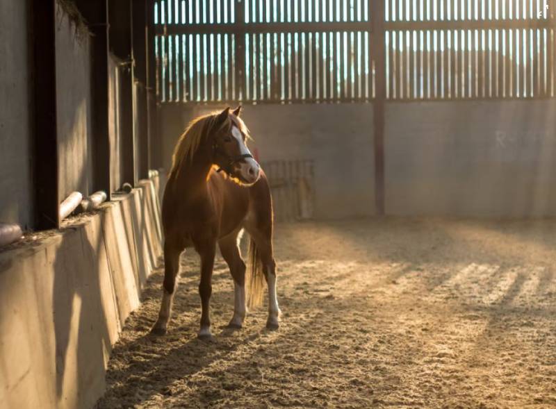 Why does my horse follow me?