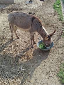 donkey eat food
