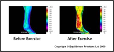 Horse temperature before and after exercise