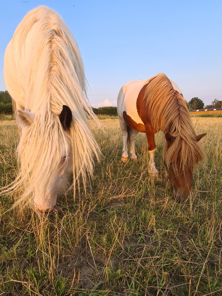 two horses grazing in the field