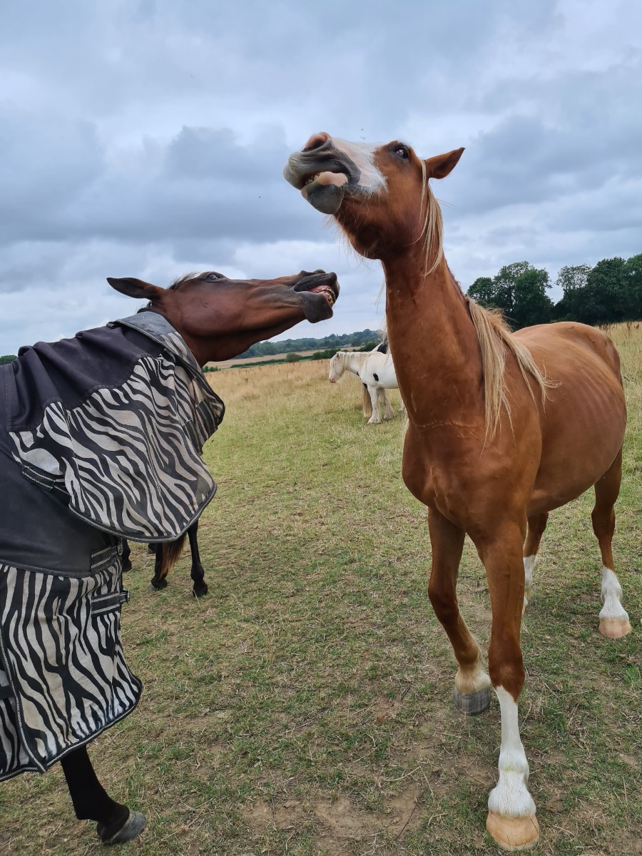 two horses playing together