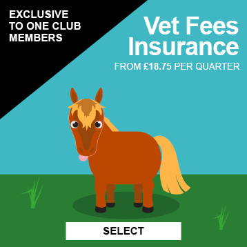 Horse Insurance | Equine Insurance | Harry Hall