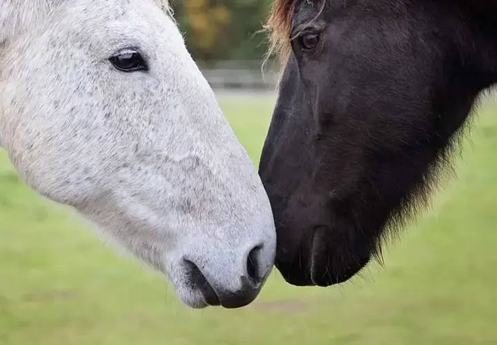 Charity Partnership